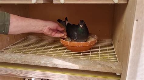 The very best of the padfield family pigeons at the house of .